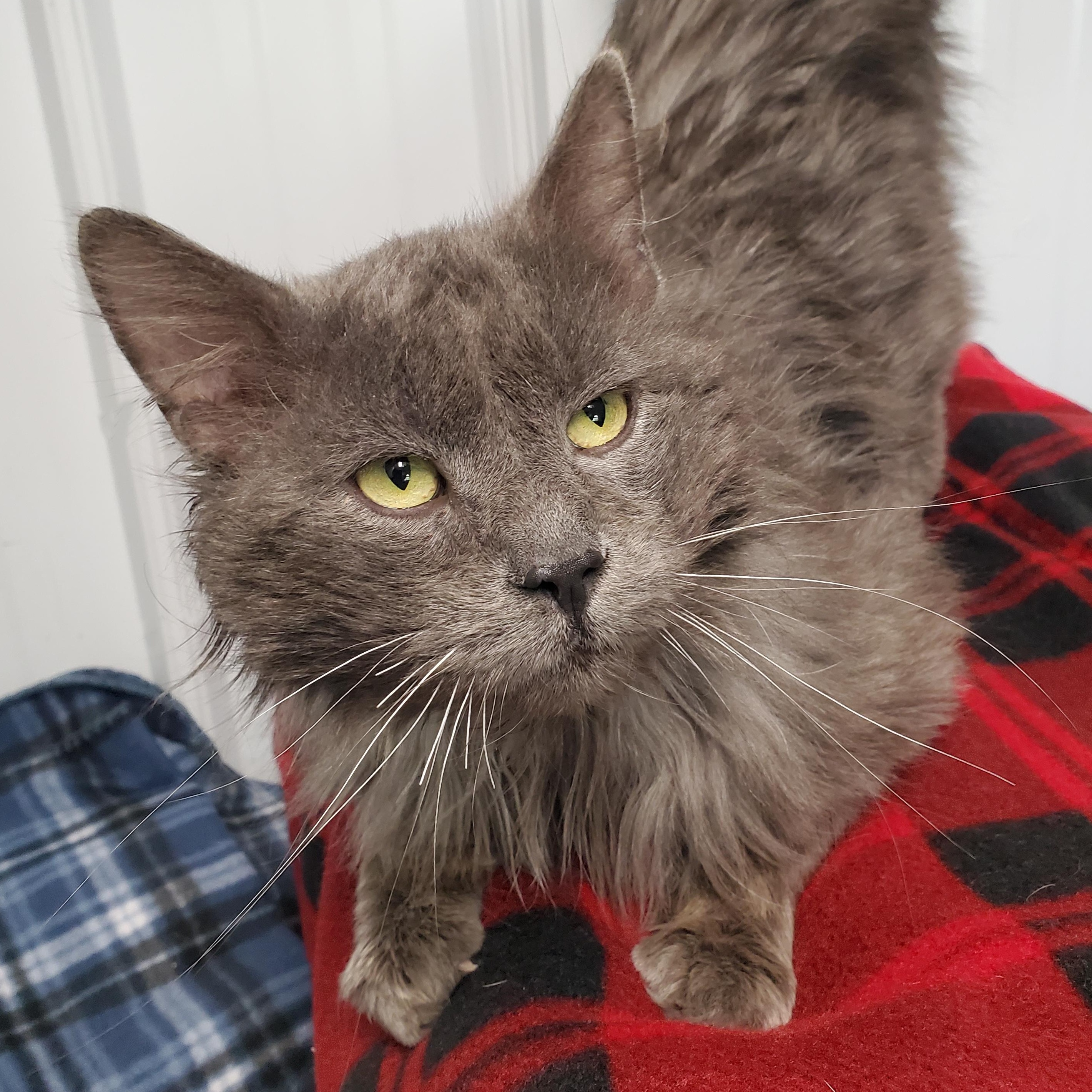 Frank Gallagher, ADOPTABLE, Adult Male Domestic Long Hair.