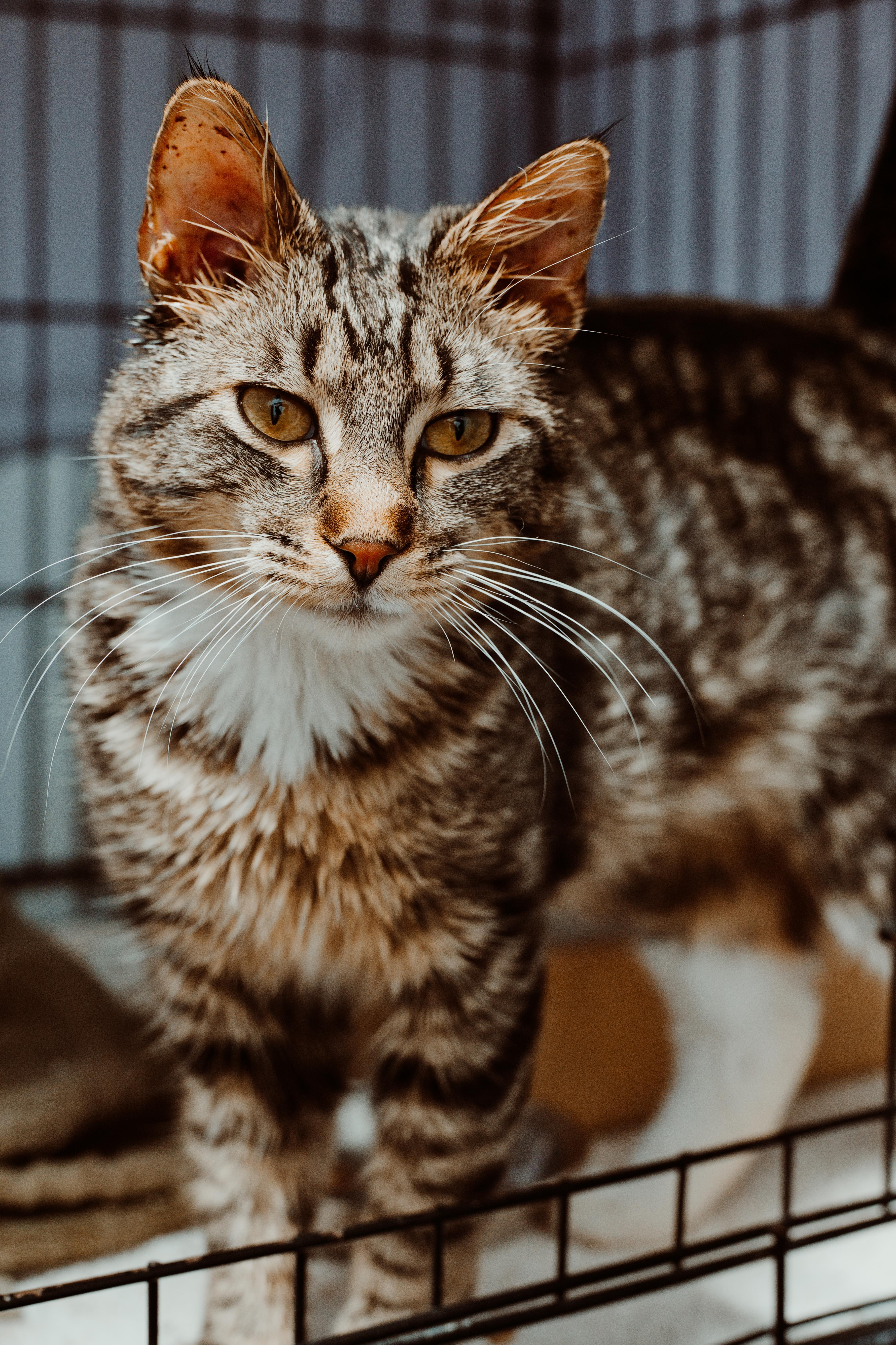 Weasel, Adopted, Young Male Domestic Short Hair.