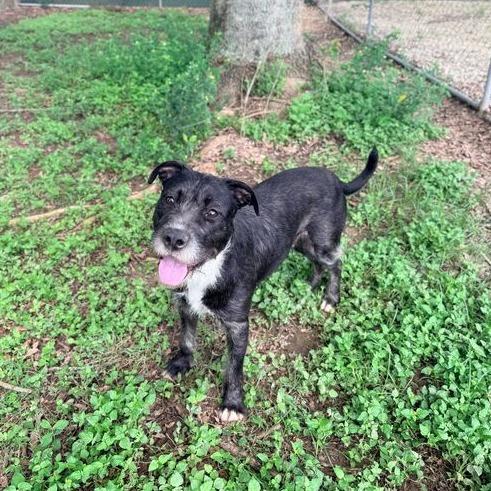 Steel Wool, Adoptable, Adult Female Wirehaired Terrier & Mixed Breed.