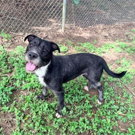 Steel Wool, a Adoptable mixed breed in Carencro, LA image 2/4