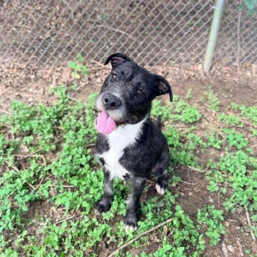 Steel Wool, a Adoptable mixed breed in Carencro, LA image 3/4