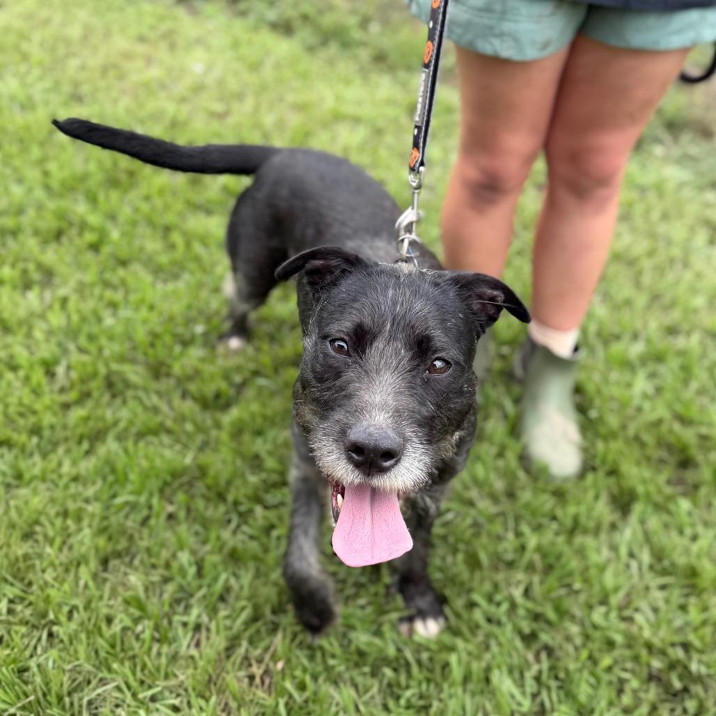 Steel Wool, a Adoptable mixed breed in Carencro, LA image 4/4