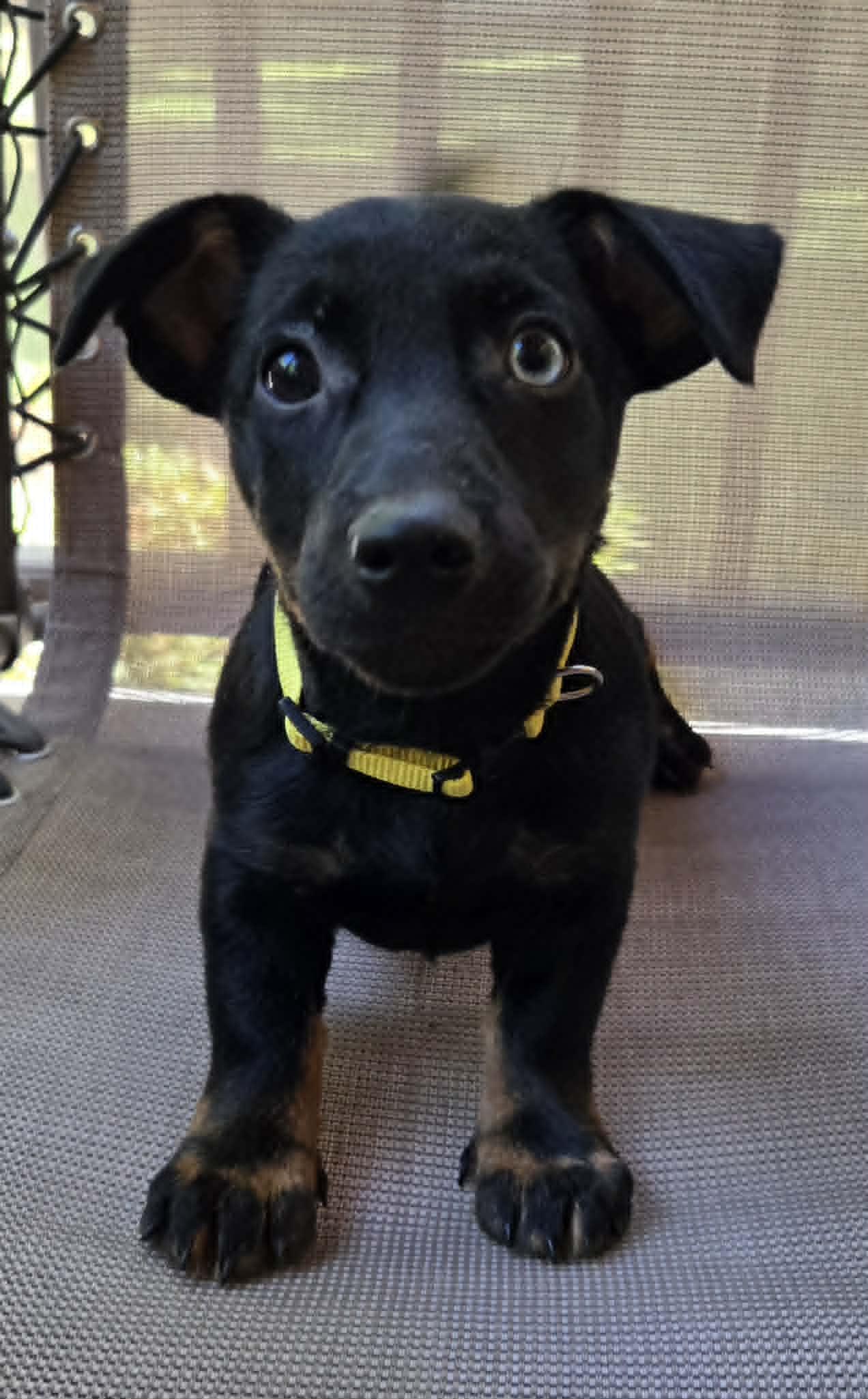 Lane, adopted, Puppy Female Mixed Breed.