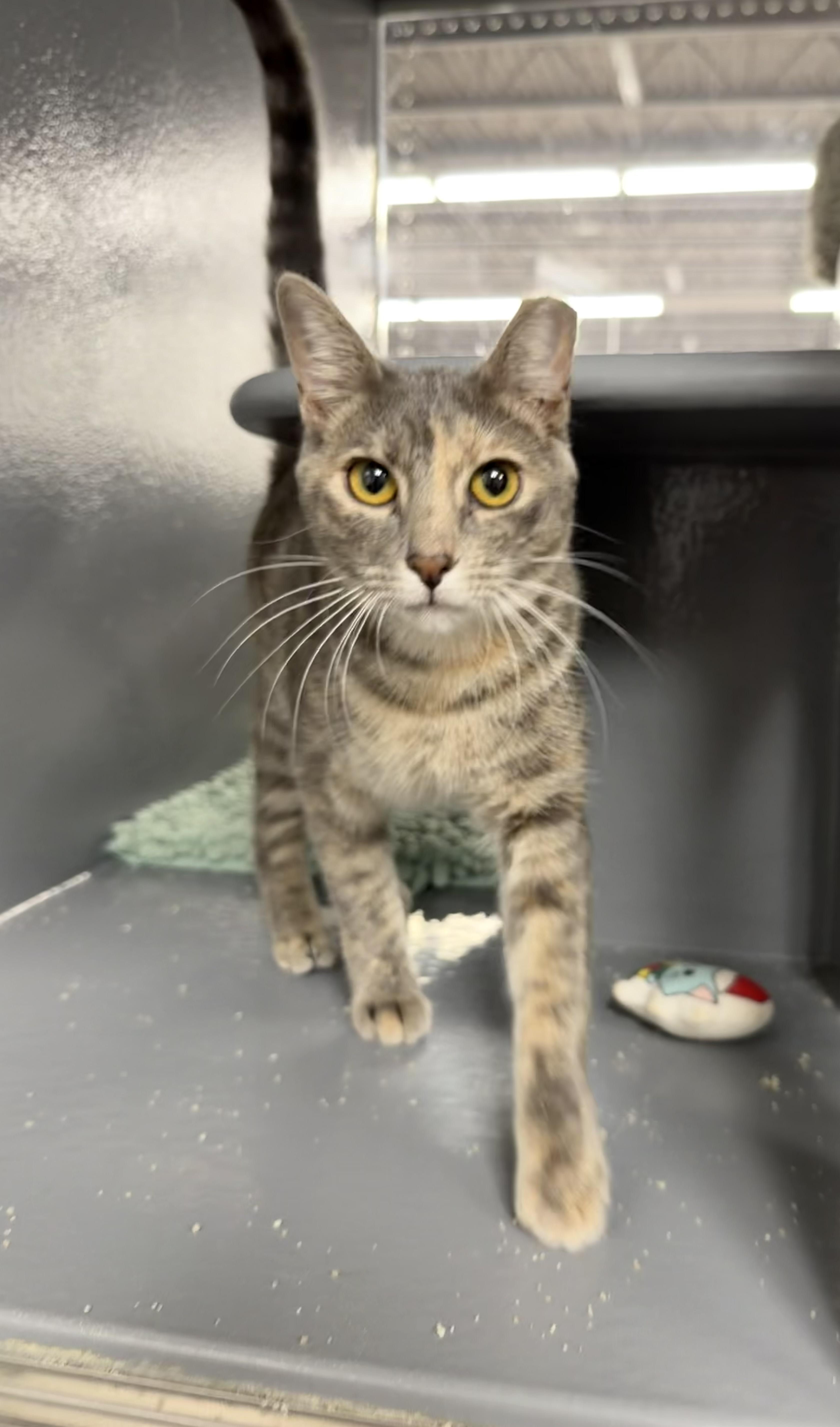 Denarsy - Riley Fuzzel Petsmart, adopted, Young Female Domestic Short Hair.