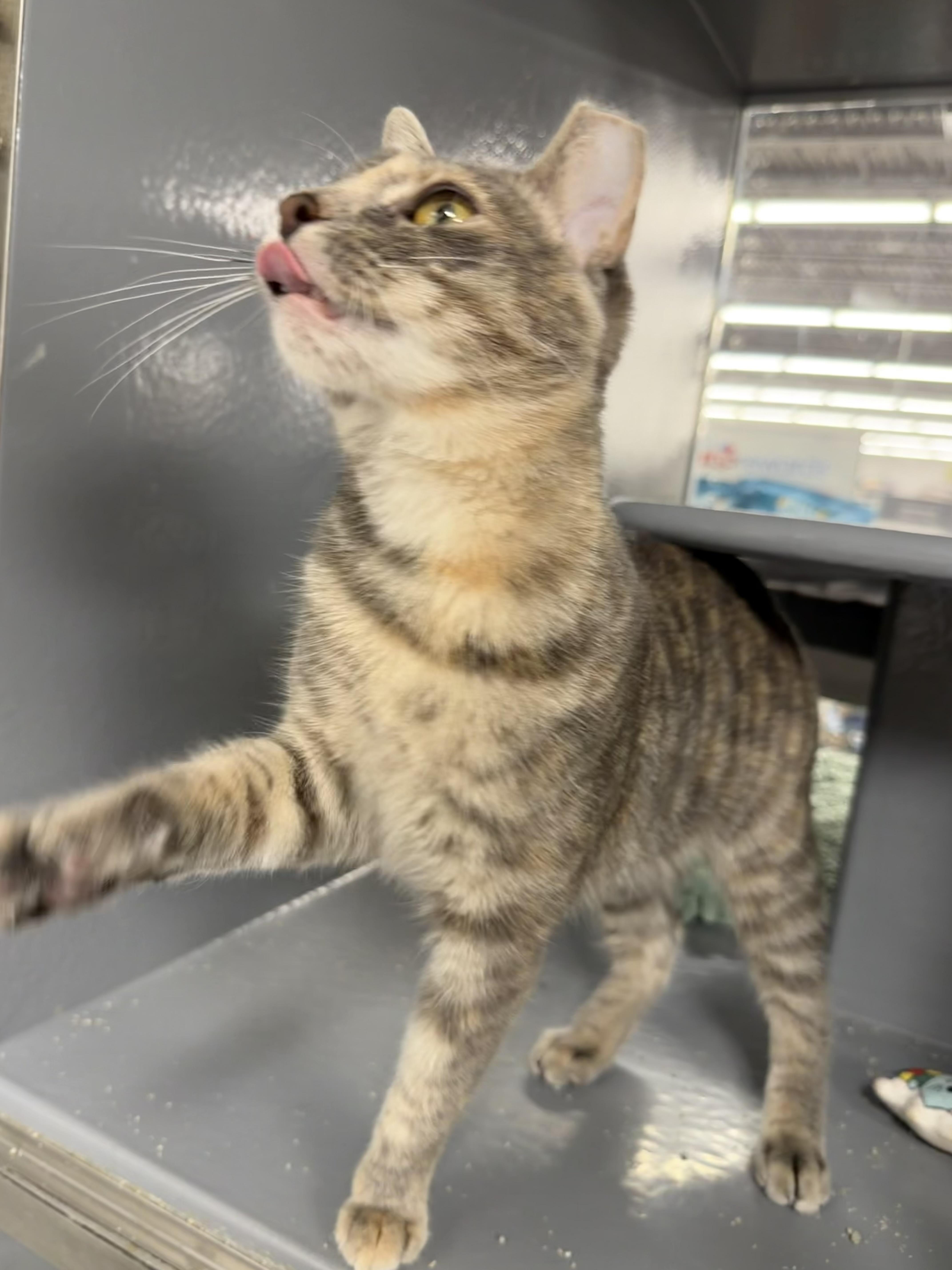 Enlarge Denarsy - Riley Fuzzel Petsmart, an adopted Domestic Short Hair in Spring, TX image 2/5