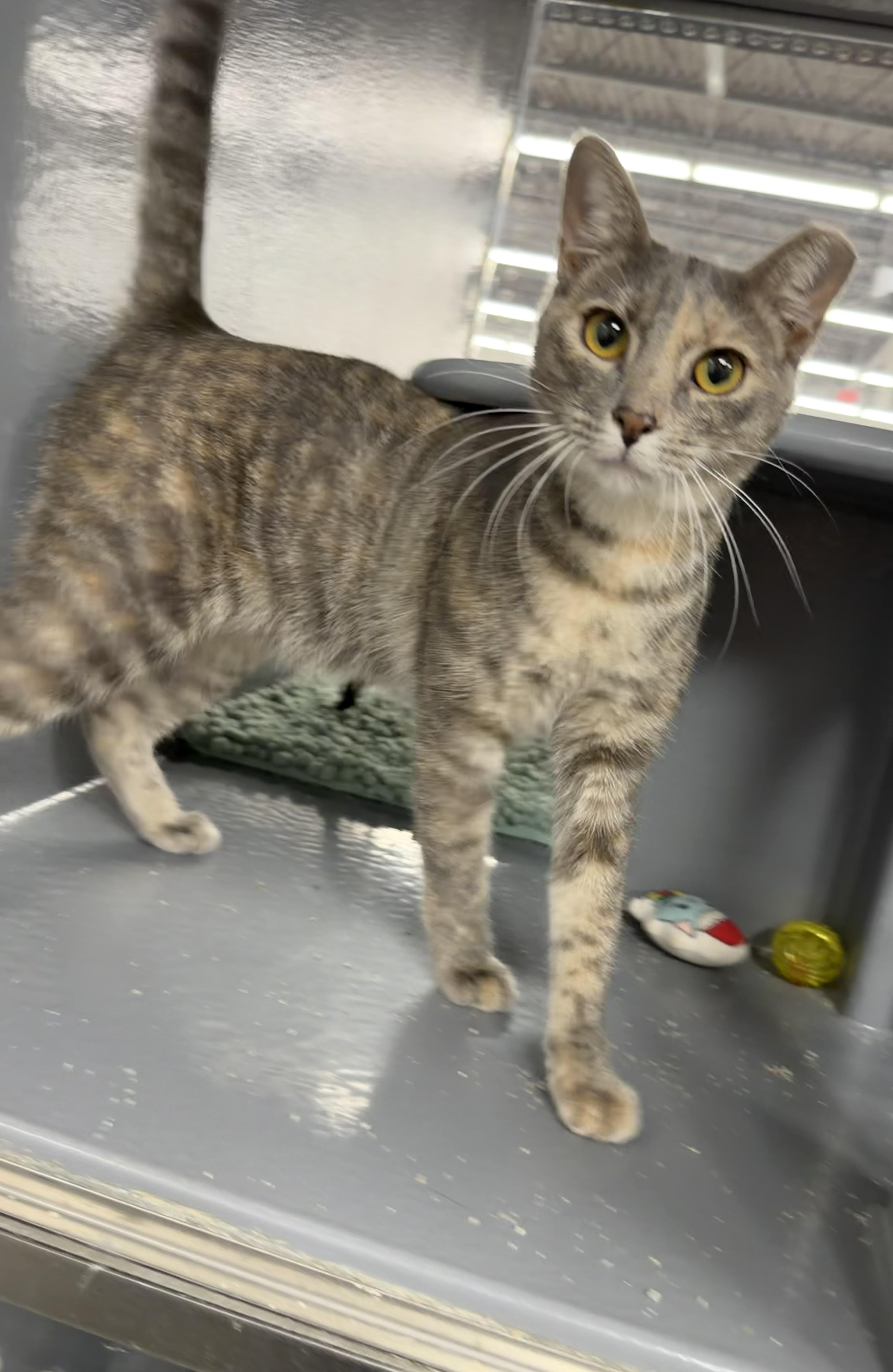 Enlarge Denarsy - Riley Fuzzel Petsmart, an adopted Domestic Short Hair in Spring, TX image 4/5