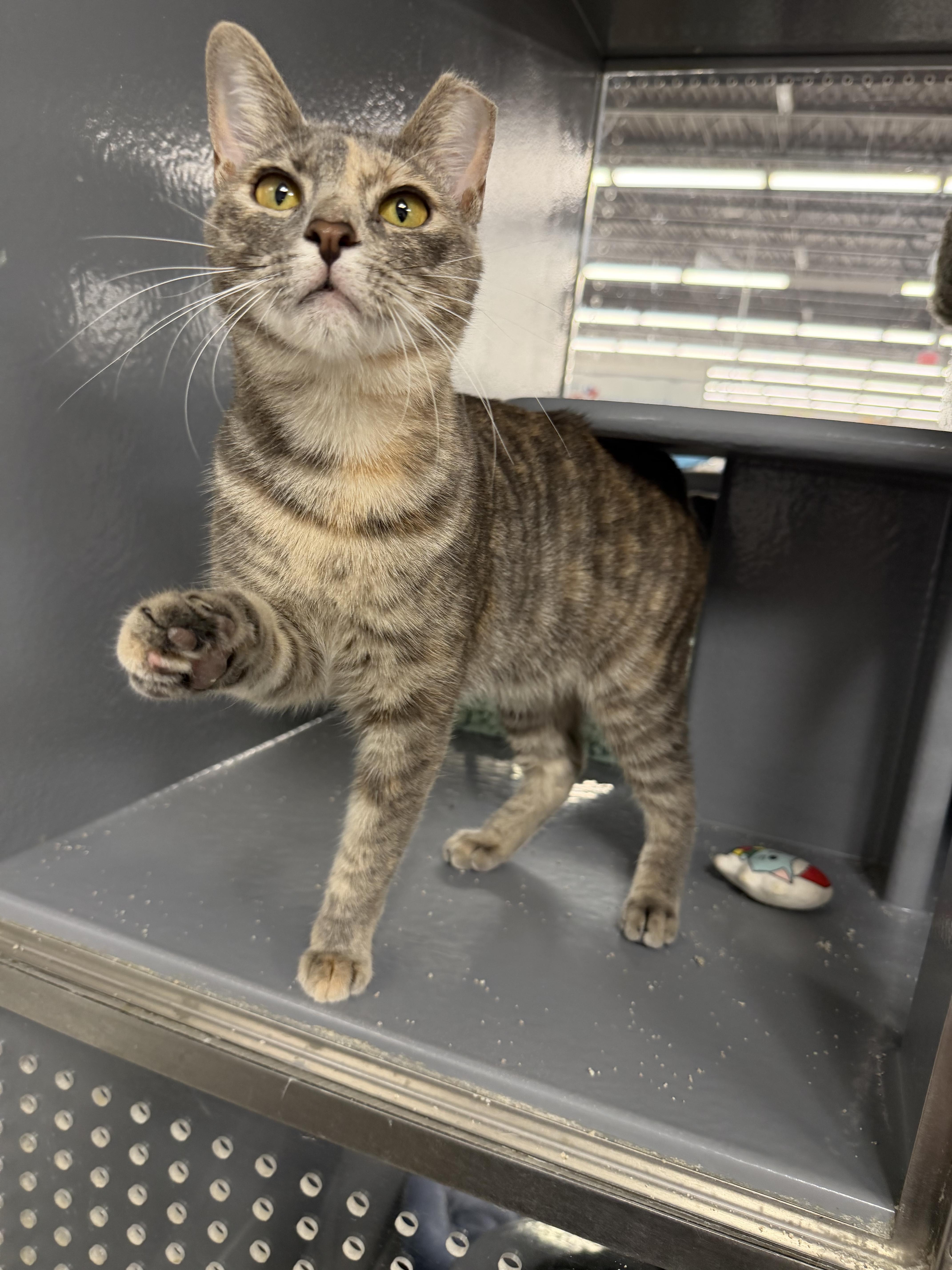 Enlarge Denarsy - Riley Fuzzel Petsmart, an adopted Domestic Short Hair in Spring, TX image 5/5
