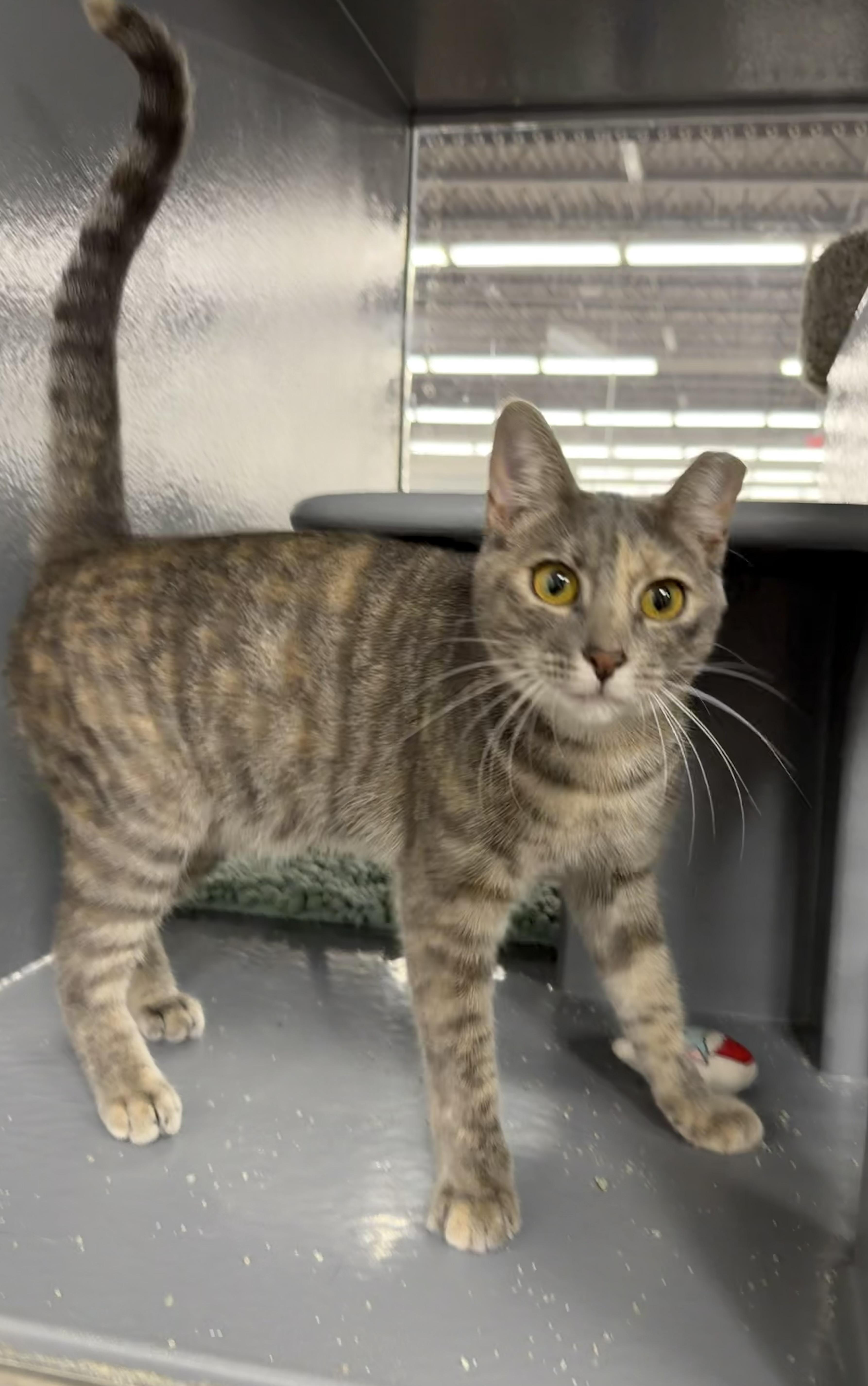 Enlarge Denarsy - Riley Fuzzel Petsmart, an adopted Domestic Short Hair in Spring, TX image 3/5