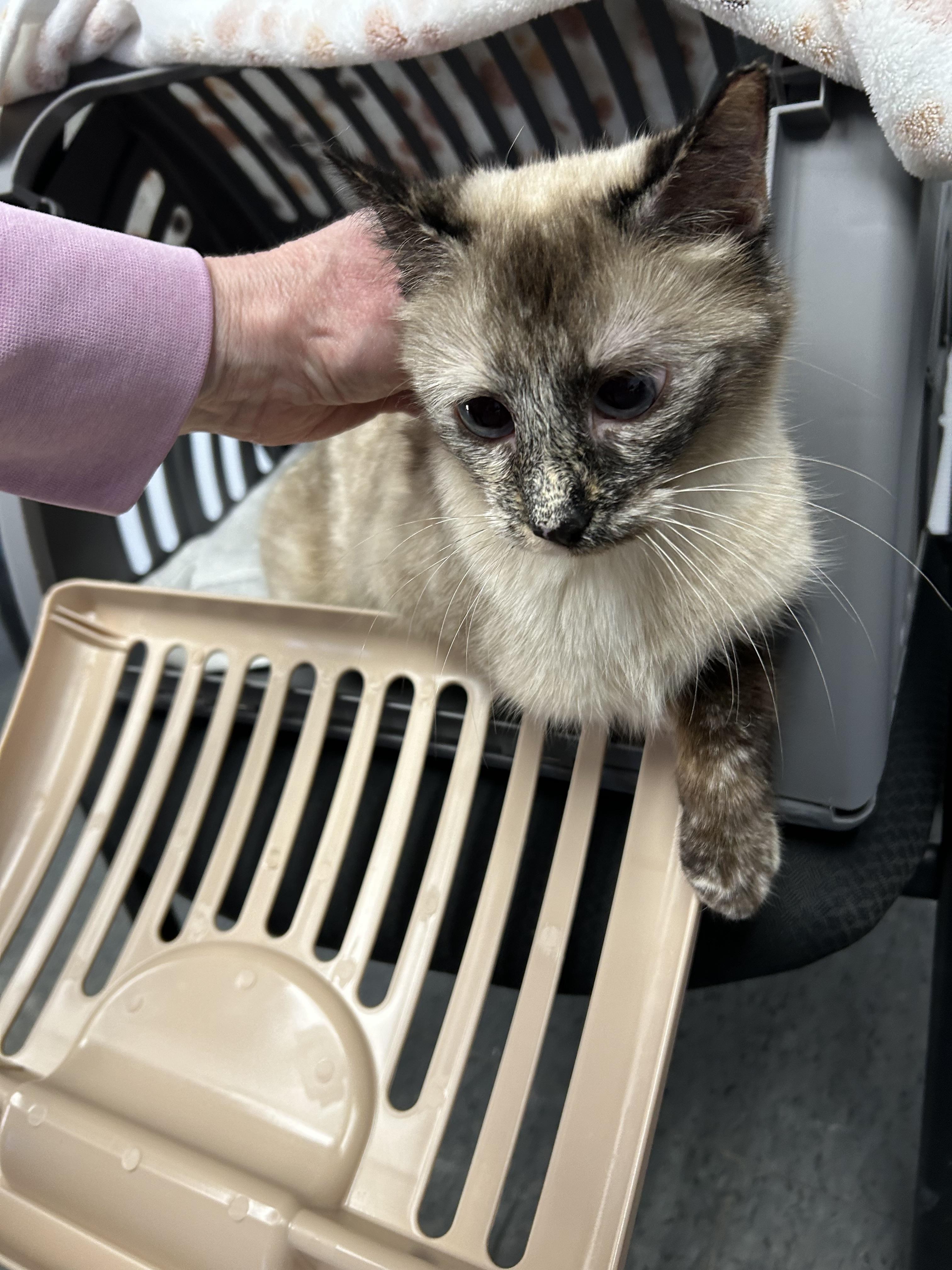 Enlarge Smores, an adopted mixed breed in Westland, MI image 2/2