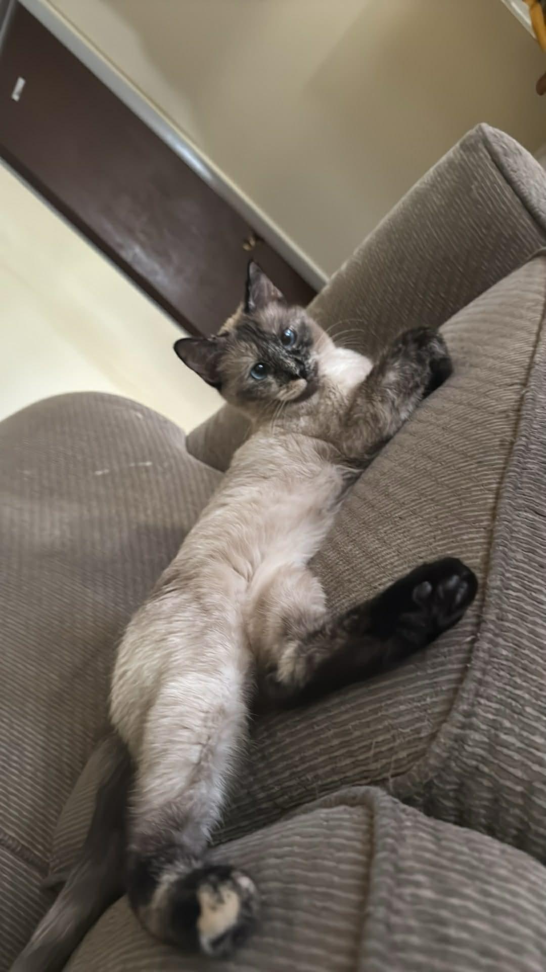 Smores, adopted, Young Female Siamese & Burmese.