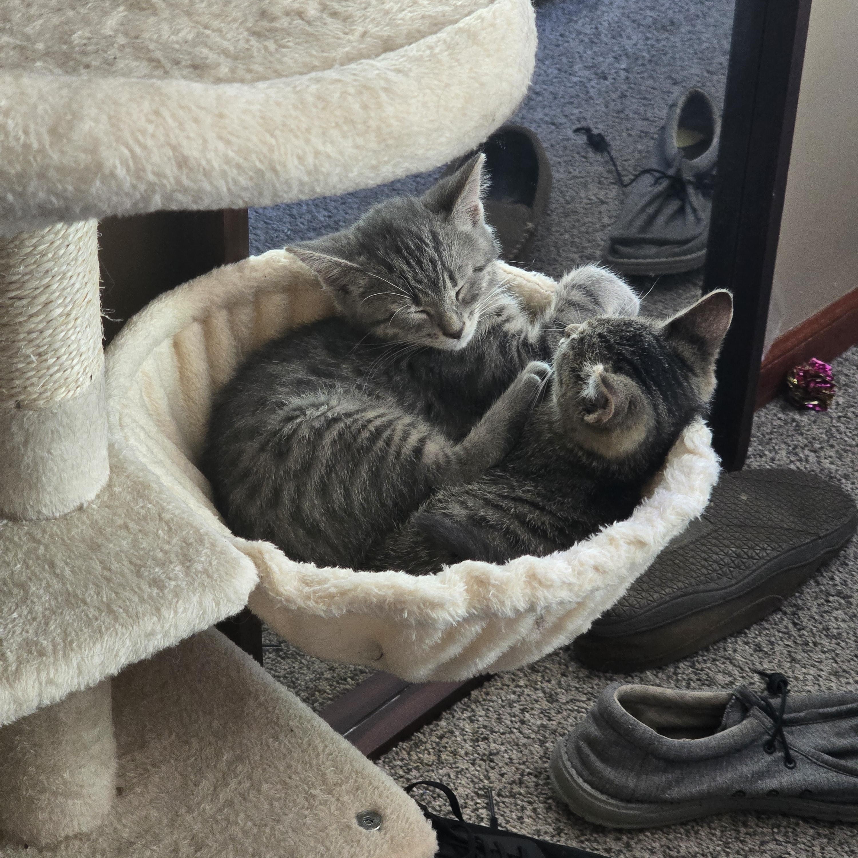 Derpy, an adopted Domestic Short Hair in Lansing, MI image 2/3