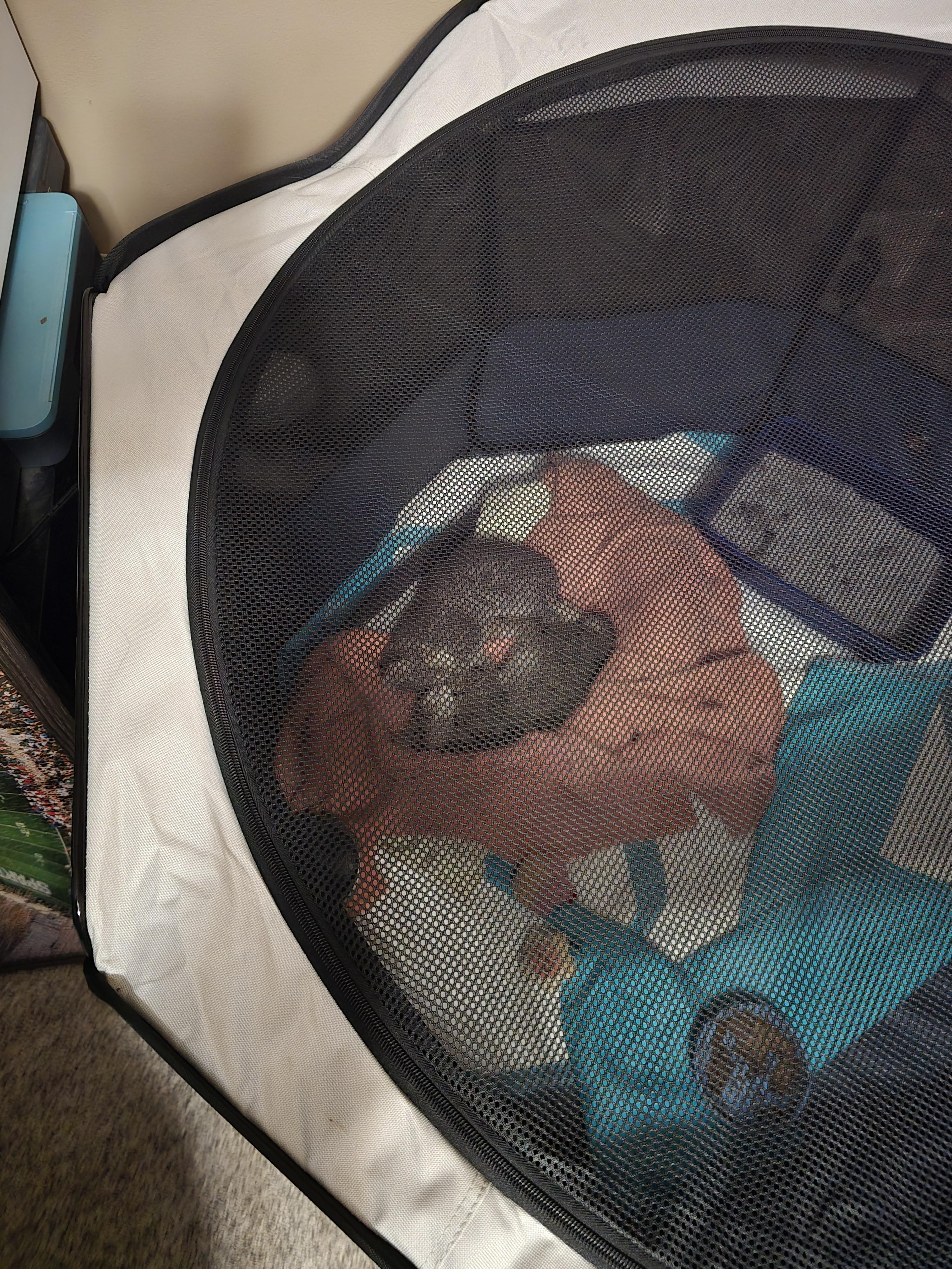 Derpy, an adopted Domestic Short Hair in Lansing, MI image 3/3