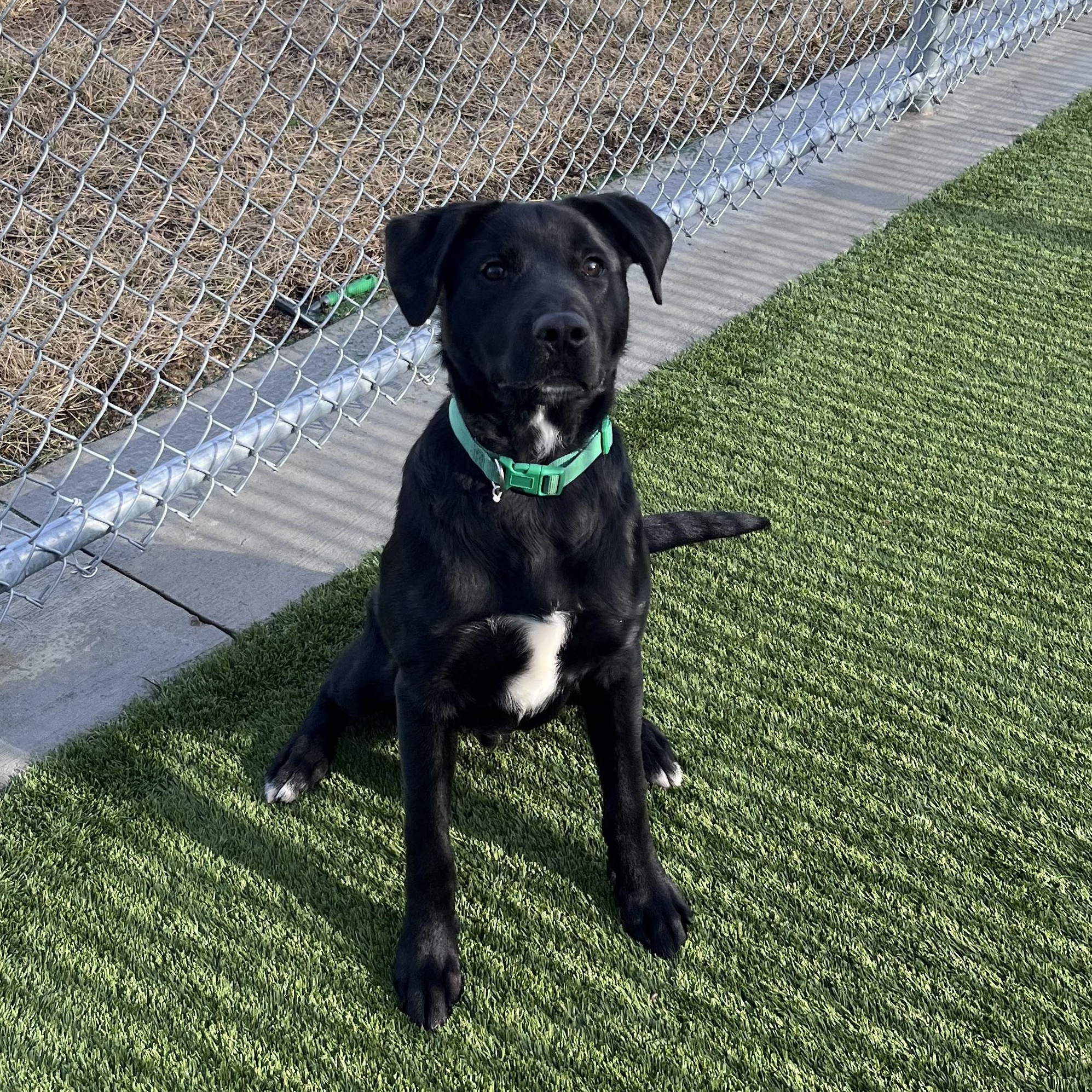 Enlarge Baxter, a ADOPTABLE mixed breed in Liberty, MO image 1/4