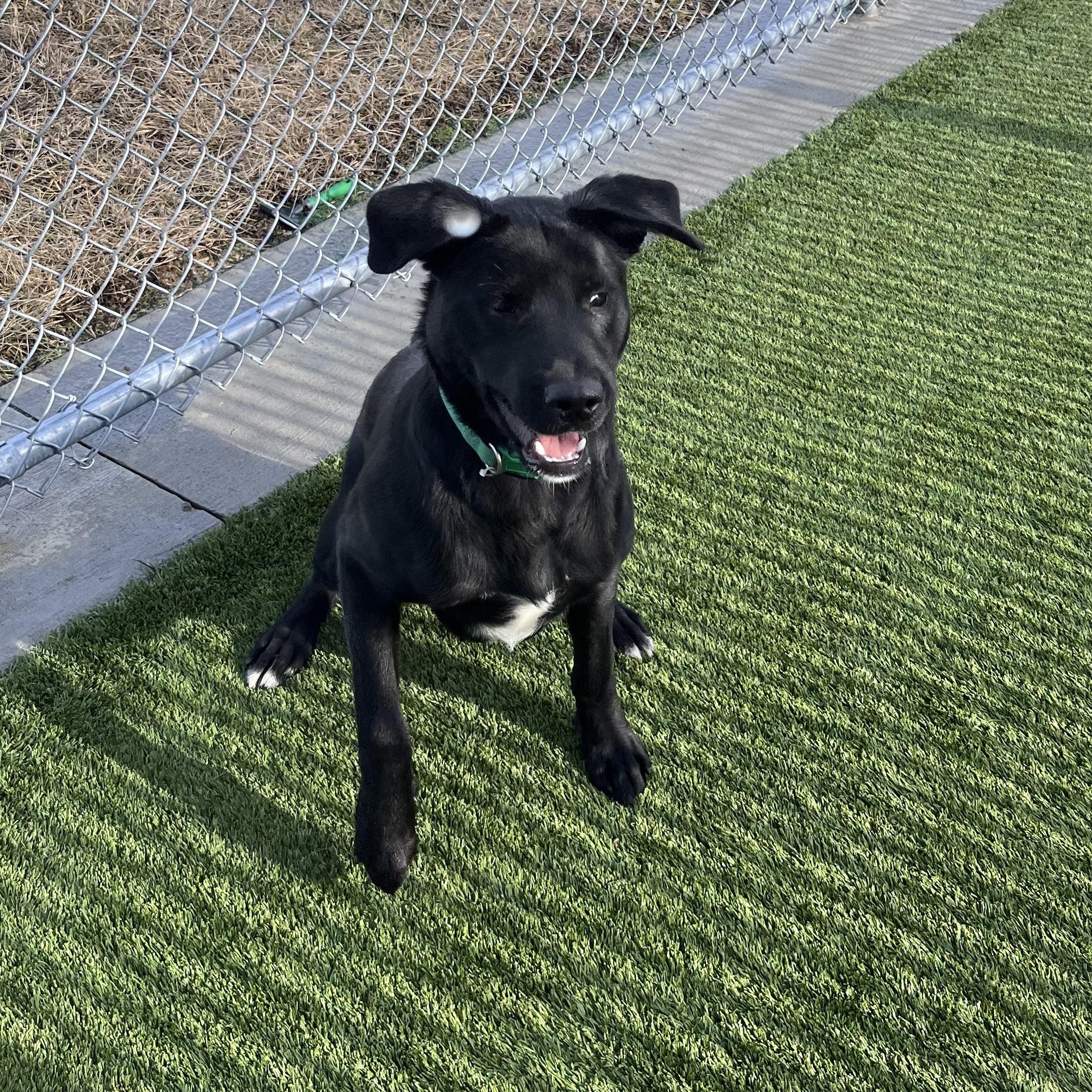 Enlarge Baxter, a ADOPTABLE mixed breed in Liberty, MO image 2/4