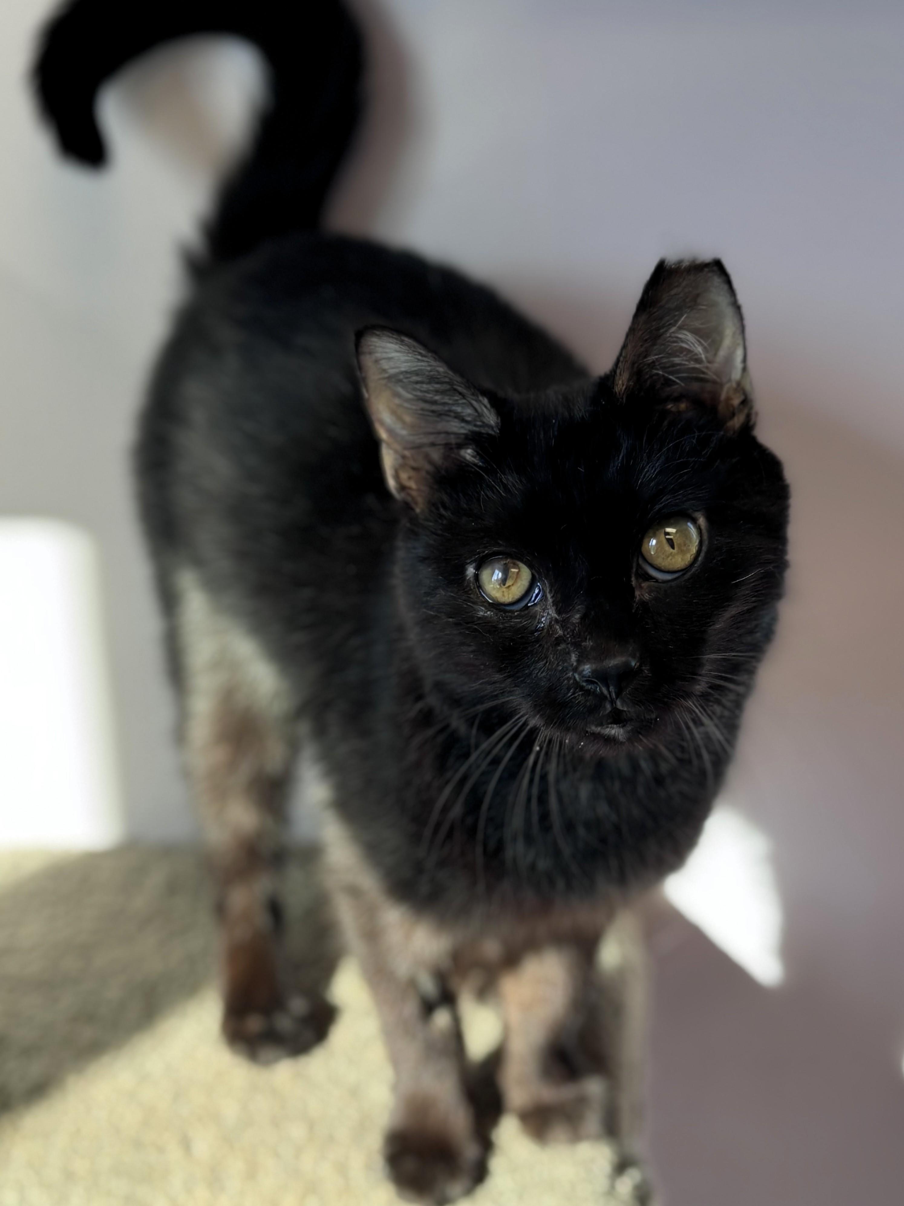 Snots, a Adoptable Domestic Short Hair in Pekin, IL image 1/2