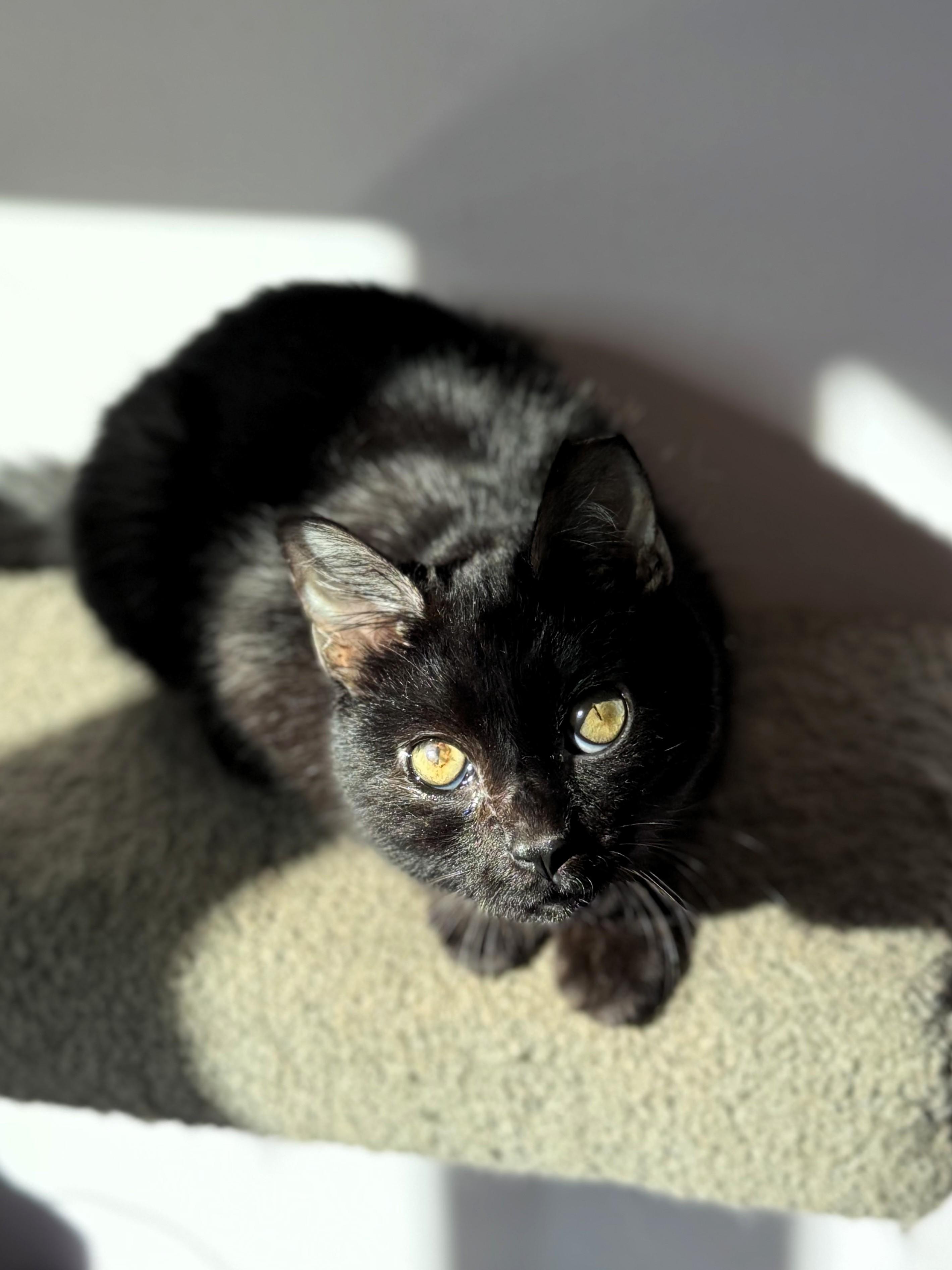 Snots, a Adoptable Domestic Short Hair in Pekin, IL image 2/2