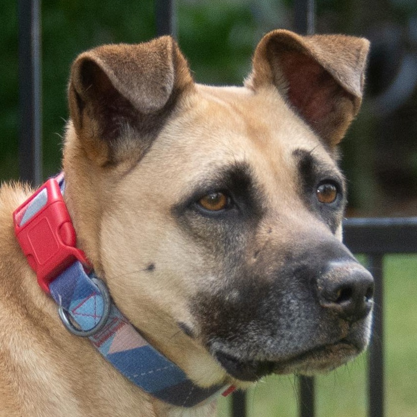 Daisy, Adoptable, Adult Female Black Mouth Cur & German Shepherd Dog.
