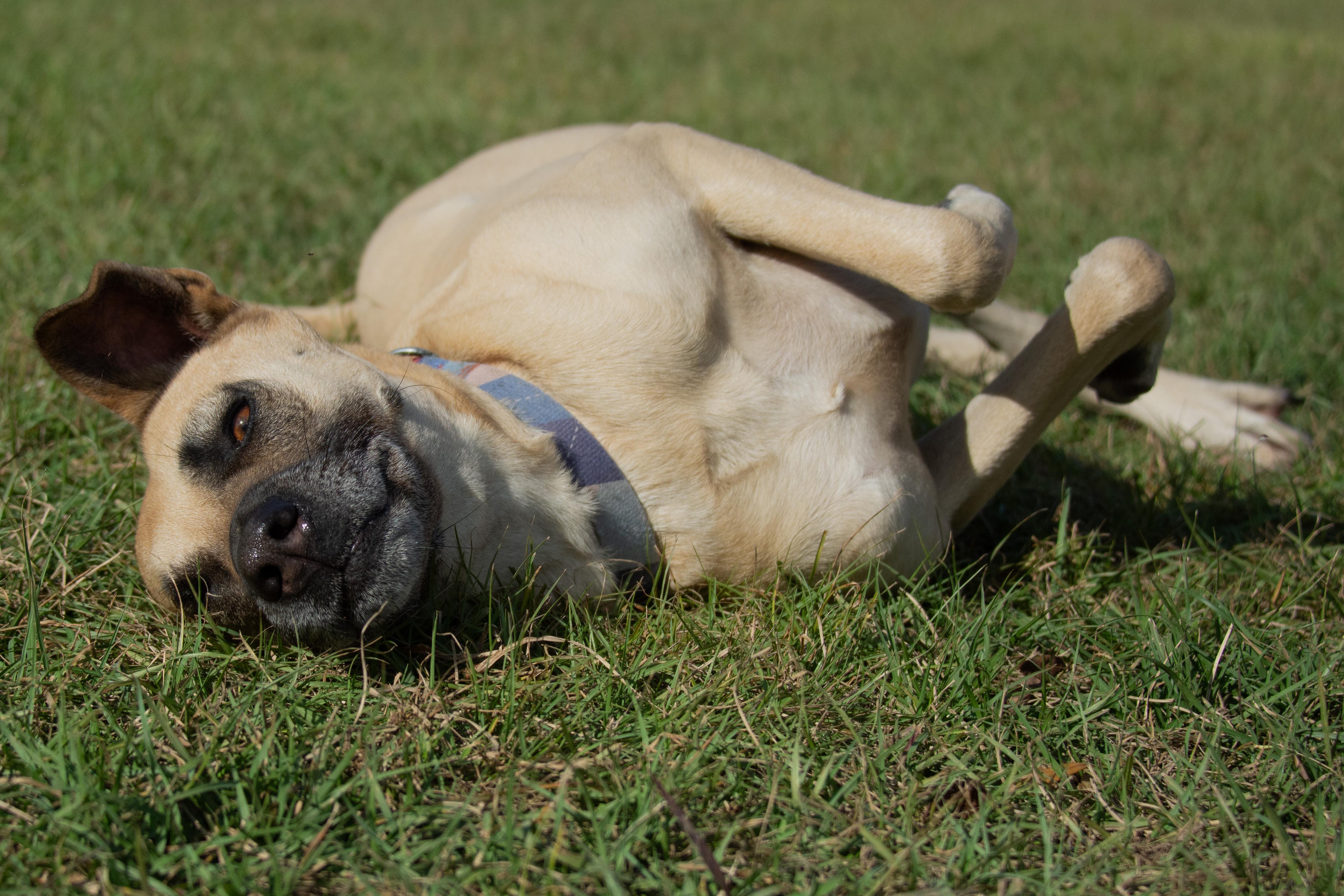 Enlarge Daisy, a Adoptable mixed breed in Richmond, TX image 3/6