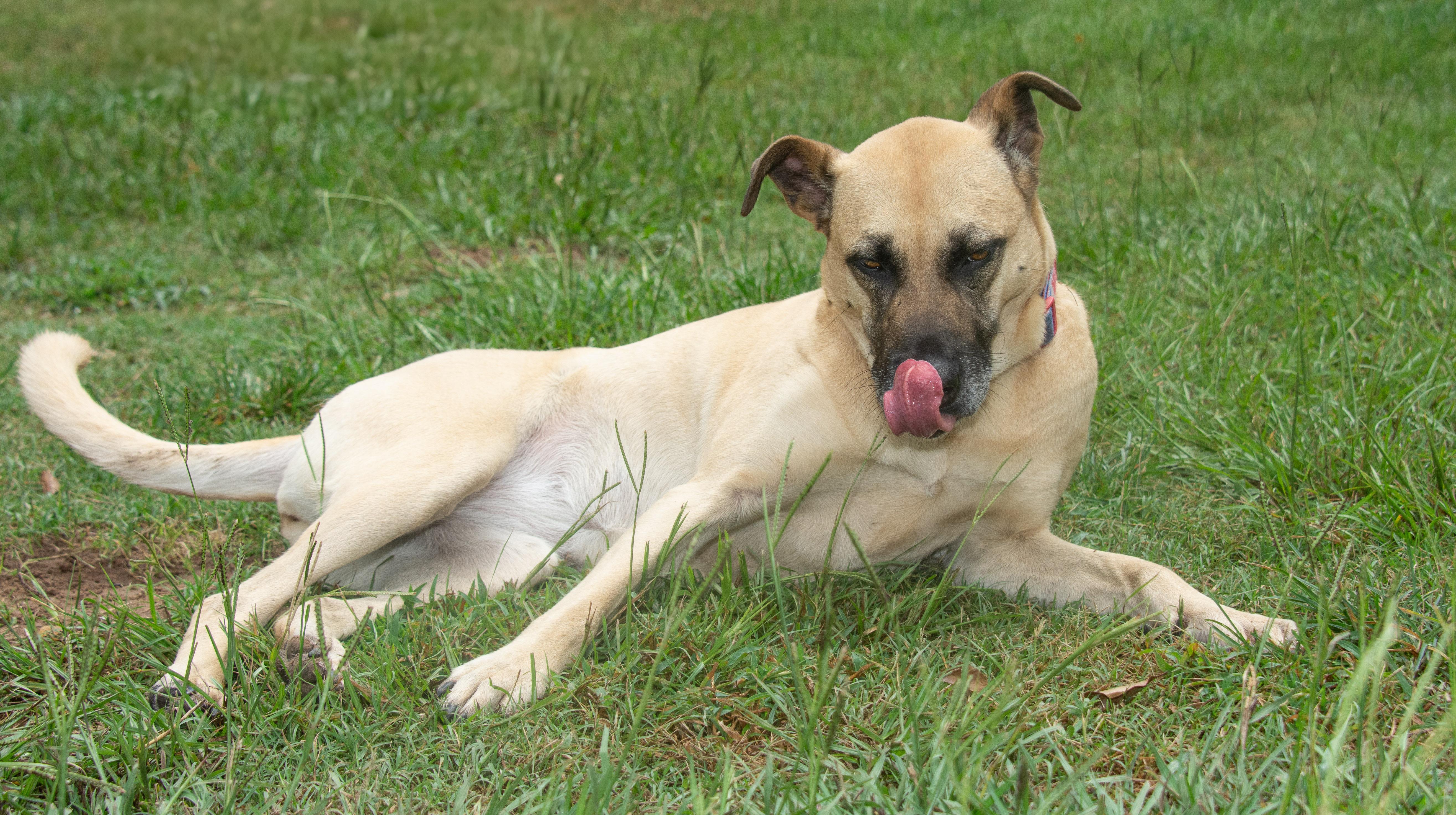 Enlarge Daisy, a Adoptable mixed breed in Richmond, TX image 4/6