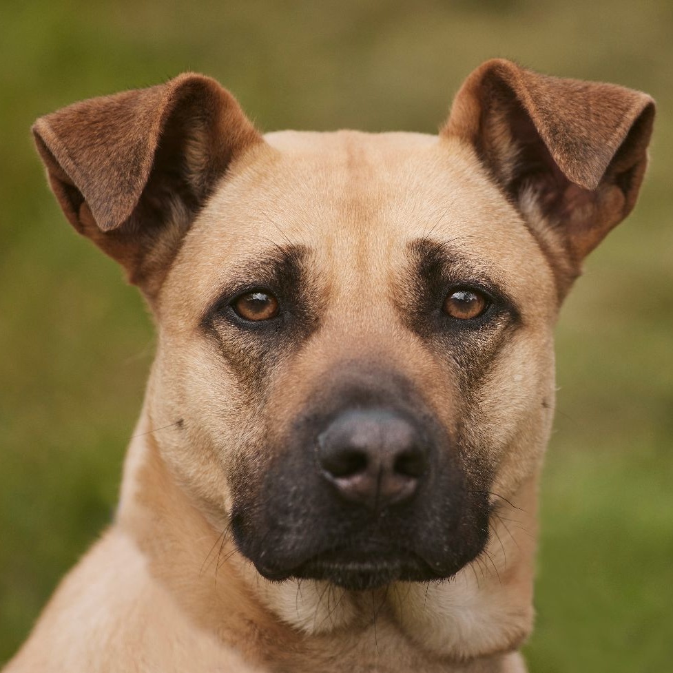 Daisy, an adoptable Black Mouth Cur, German Shepherd Dog in Richmond, TX, 77406 | Photo Image 1