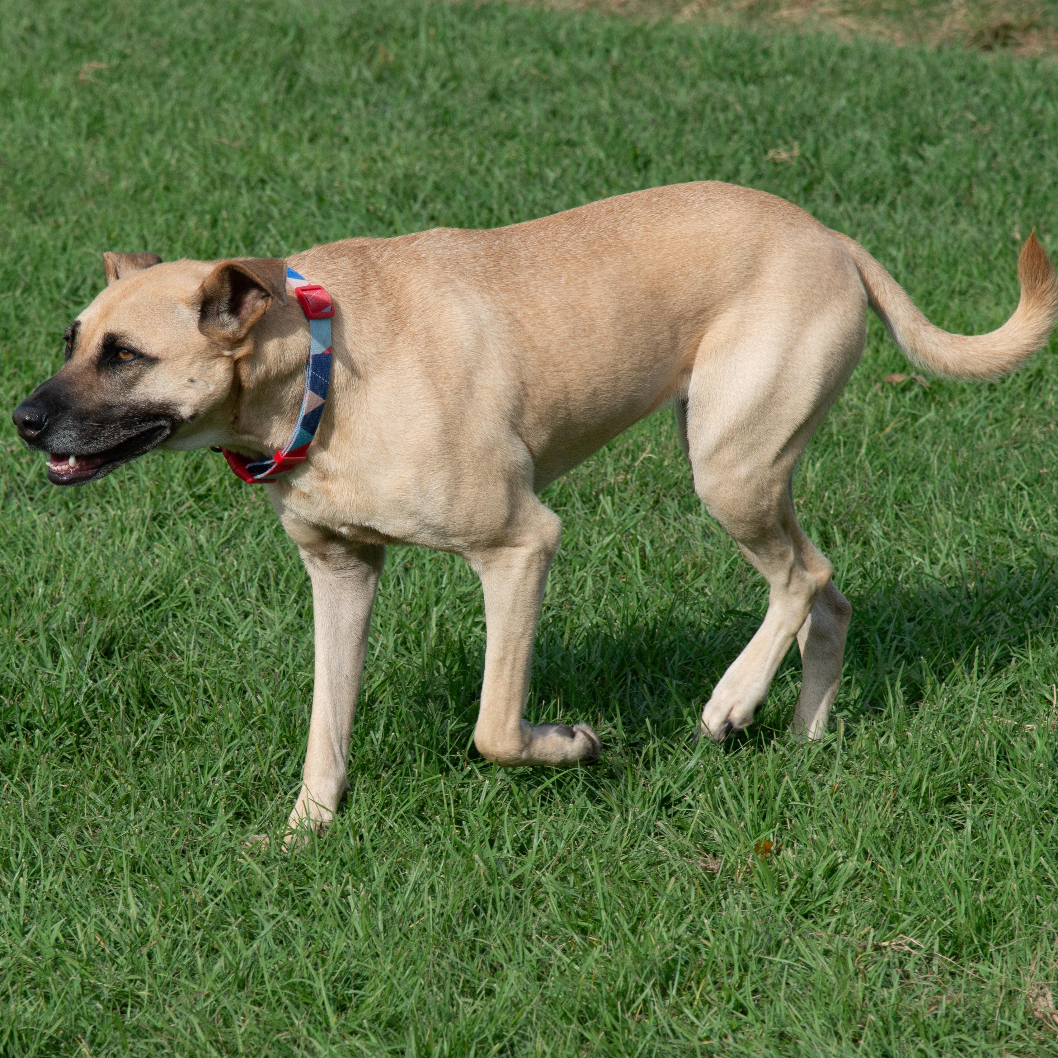 Enlarge Daisy, a Adoptable mixed breed in Richmond, TX image 5/6