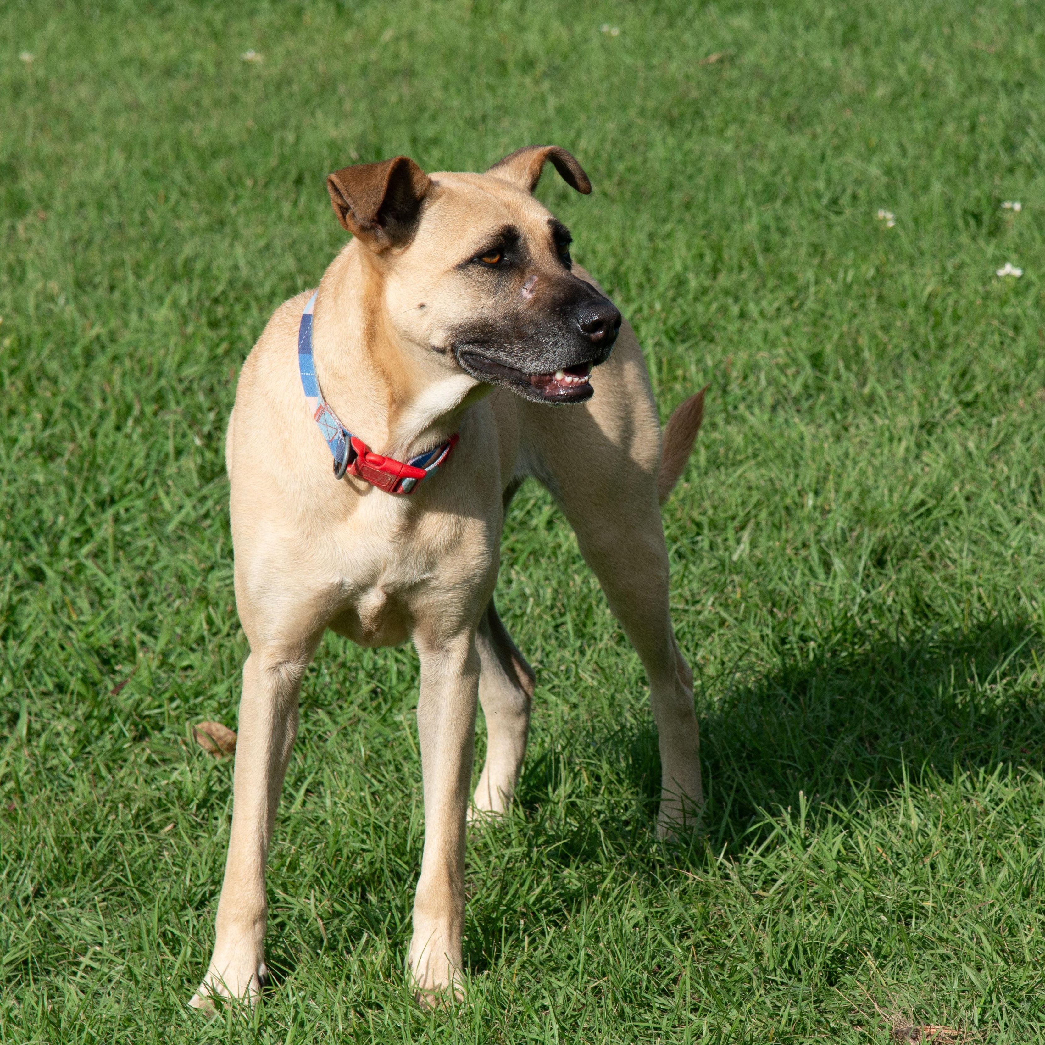Daisy, an adoptable Black Mouth Cur, German Shepherd Dog in Richmond, TX, 77406 | Photo Image 3