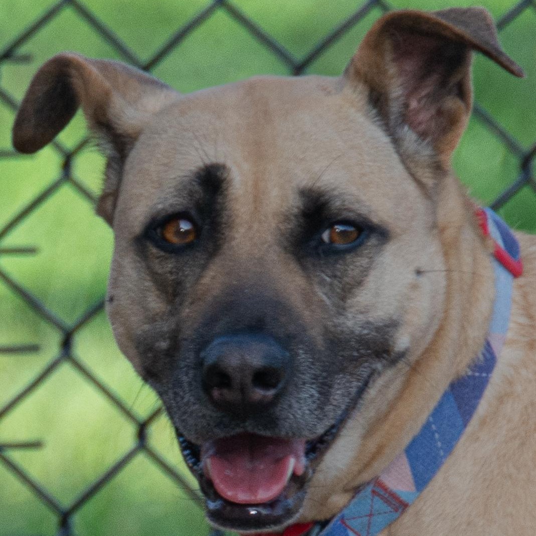 Daisy, an adoptable Black Mouth Cur, German Shepherd Dog in Richmond, TX, 77406 | Photo Image 4