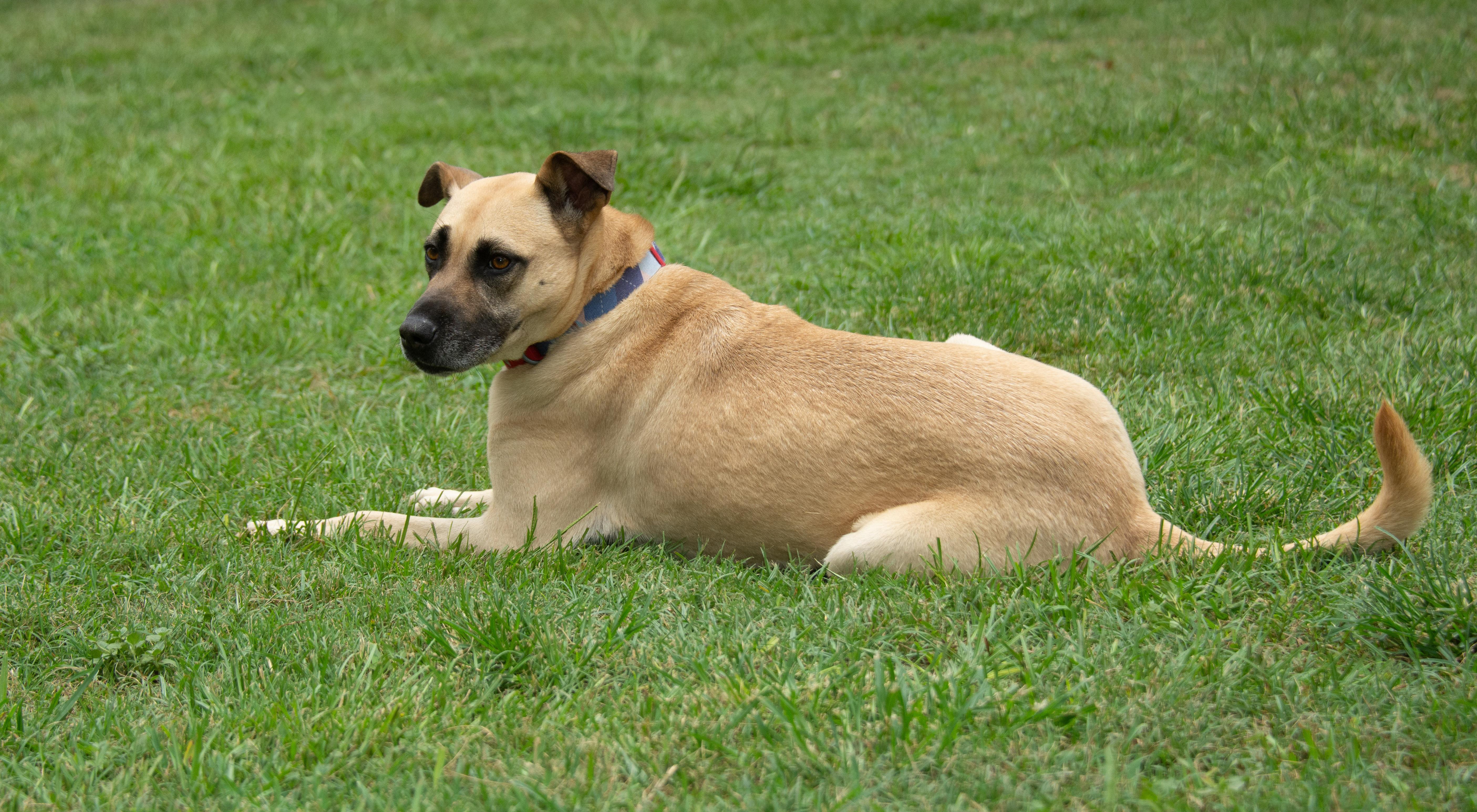 Enlarge Daisy, a Adoptable mixed breed in Richmond, TX image 6/6
