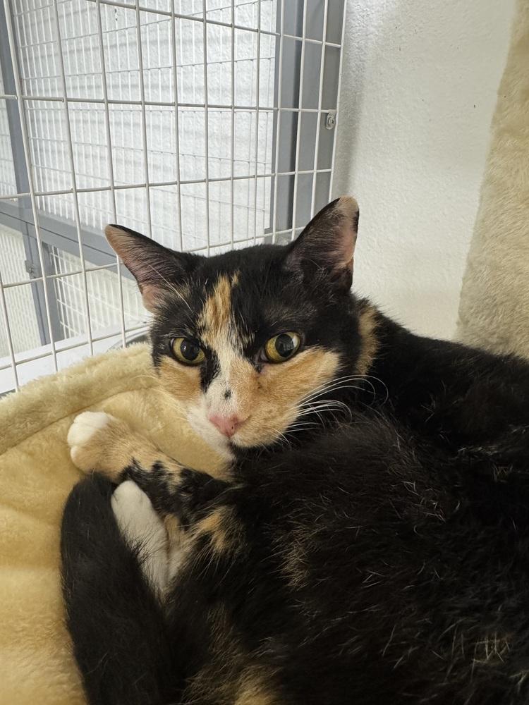 Chenille, Adoptable, Adult Female Domestic Short Hair.