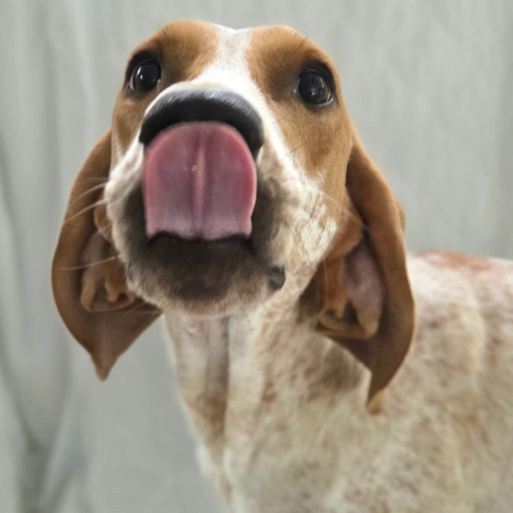 Belle, Adoptable, Adult Female Coonhound.