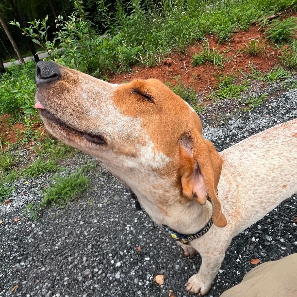 Enlarge Belle, a Adoptable Coonhound in Franklin, NC image 2/3