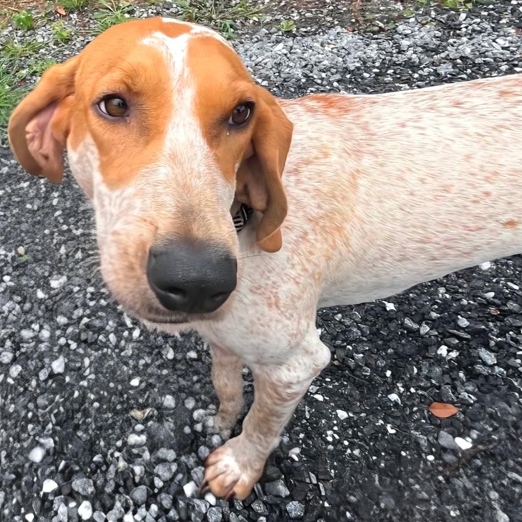 Enlarge Belle, a Adoptable Coonhound in Franklin, NC image 3/3