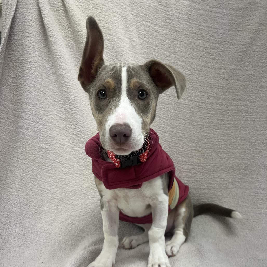 Olive, Adoptable, Young Female Mixed Breed.