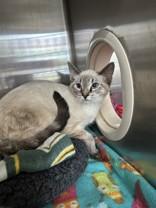 Bucky, Adopted, Young Male Siamese.