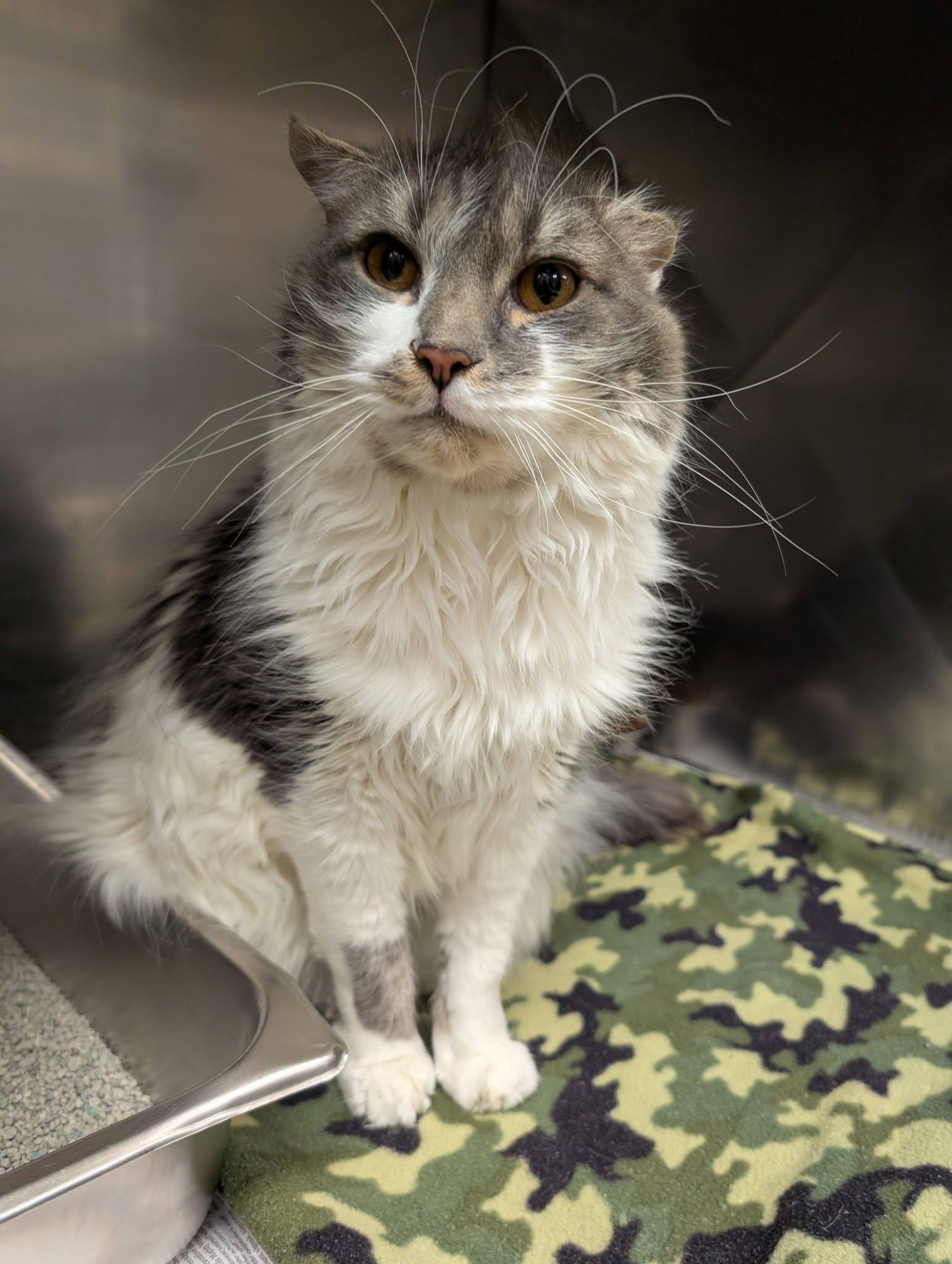 Enlarge Meeko, an adopted Domestic Long Hair in Clayton, NJ image 1/1
