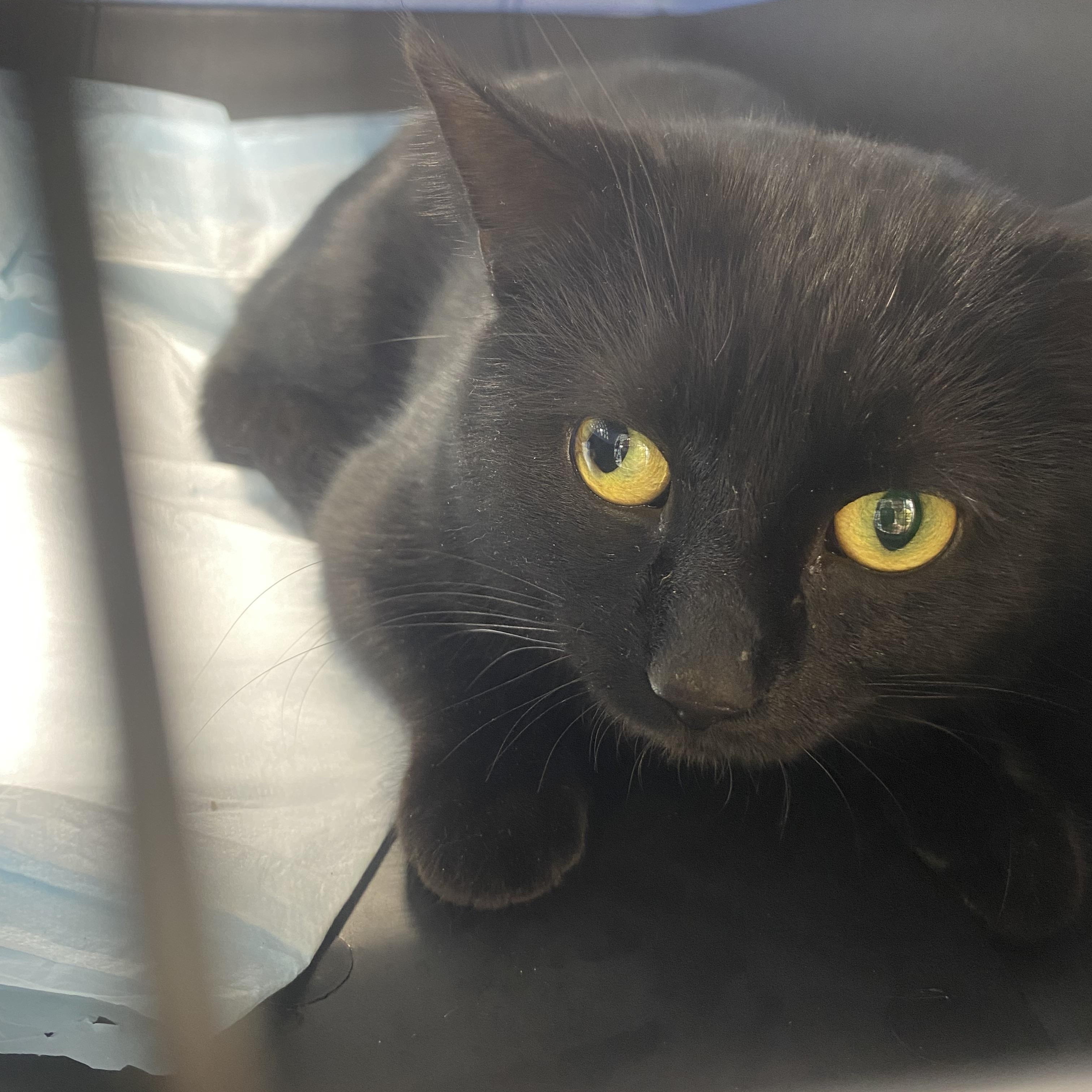 Enlarge Steve, a ADOPTABLE Domestic Short Hair in Franklin, KY image 3/3