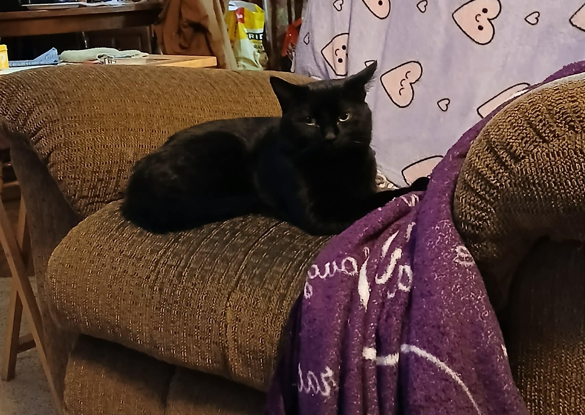 Enlarge Steve, a ADOPTABLE Domestic Short Hair in Franklin, KY image 2/3