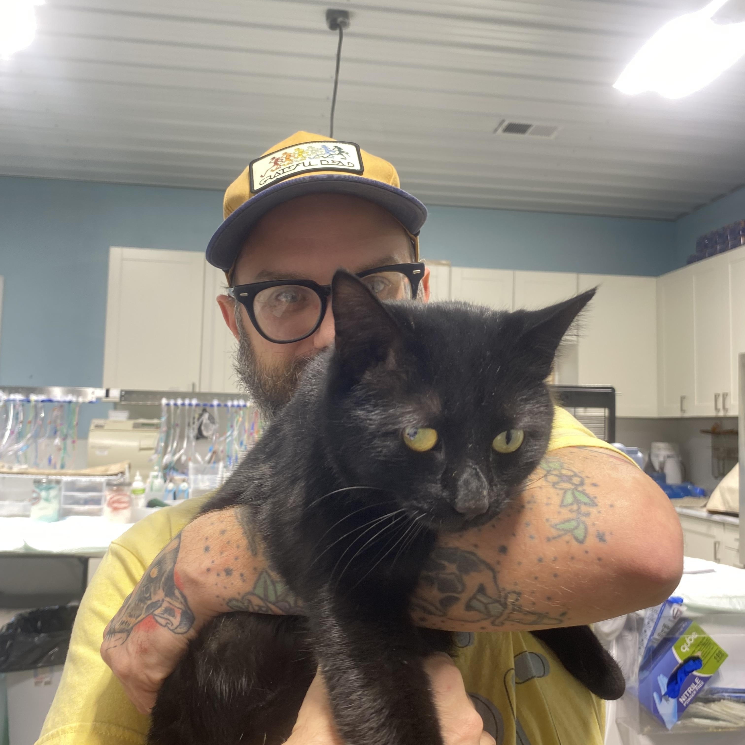 Enlarge Steve, a ADOPTABLE Domestic Short Hair in Franklin, KY image 1/3