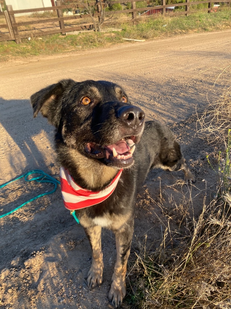 Adorable small shepherd SAWYER, a Adoptable mixed breed in Acton, CA image 1/12
