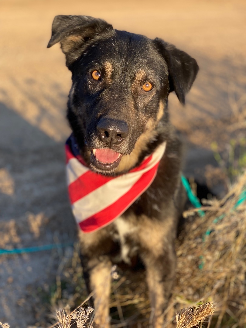 Adorable small shepherd SAWYER, a Adoptable mixed breed in Acton, CA image 2/12