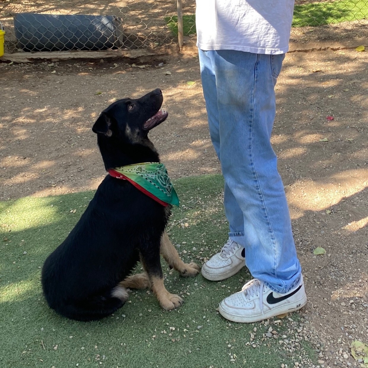 Adorable small shepherd SAWYER, a Adoptable mixed breed in Acton, CA image 3/12