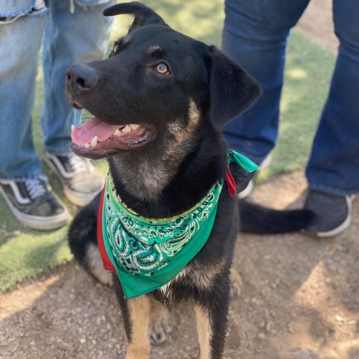 Adorable small shepherd SAWYER, a Adoptable mixed breed in Acton, CA image 4/12