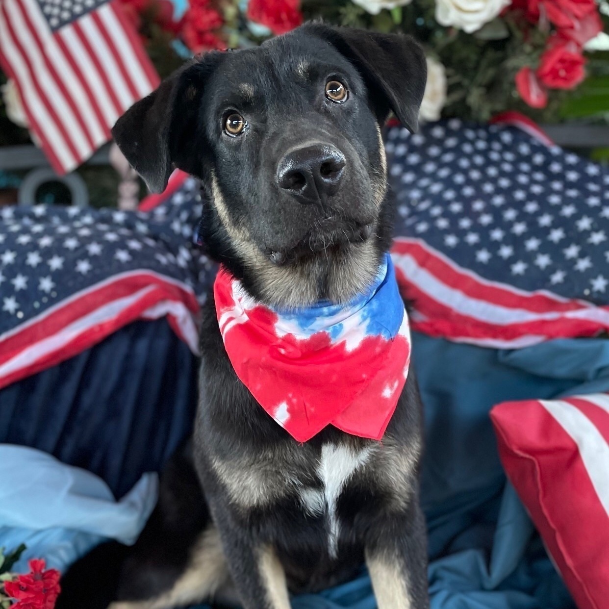 Adorable small shepherd SAWYER, a Adoptable mixed breed in Acton, CA image 5/12