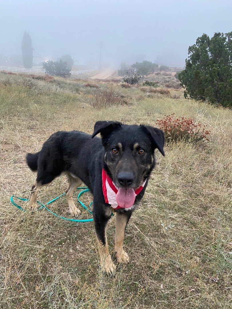 Adorable small shepherd SAWYER, a Adoptable mixed breed in Acton, CA image 6/12