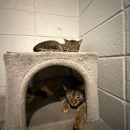 Pugsley, Adoptable, Young Male Domestic Short Hair.