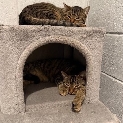 Enlarge Pugsley, a Adoptable Domestic Short Hair in Honesdale, PA image 2/3