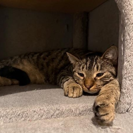 Enlarge Pugsley, a Adoptable Domestic Short Hair in Honesdale, PA image 3/3