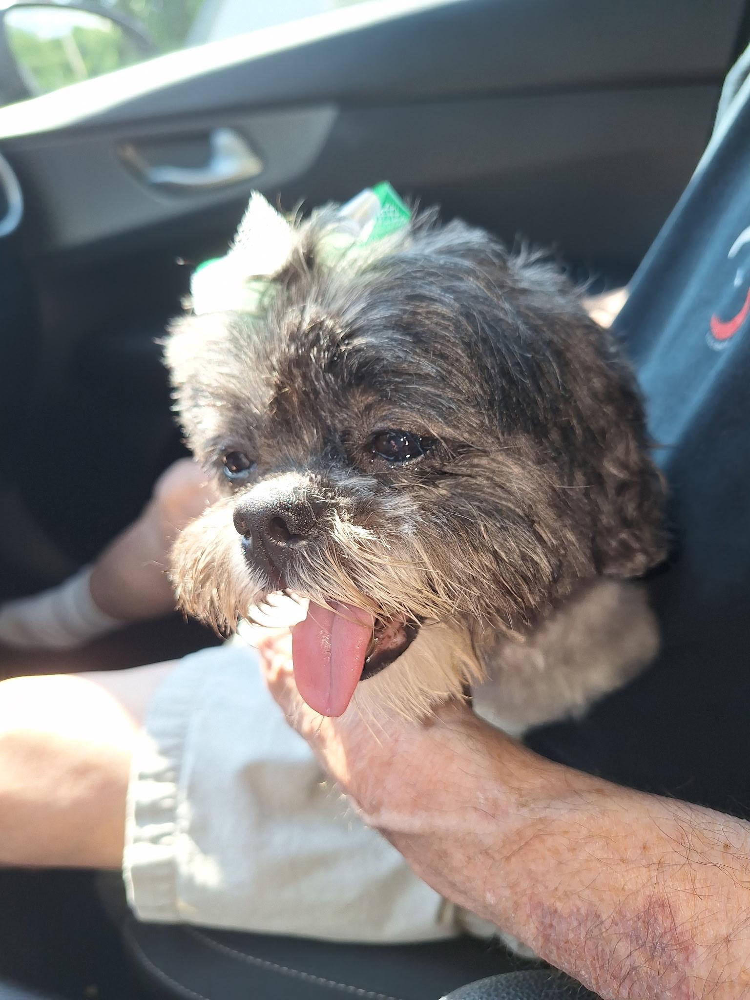 Enlarge Goldie Oreo, a Adopted Shih Tzu in Parkton, MD image 3/6