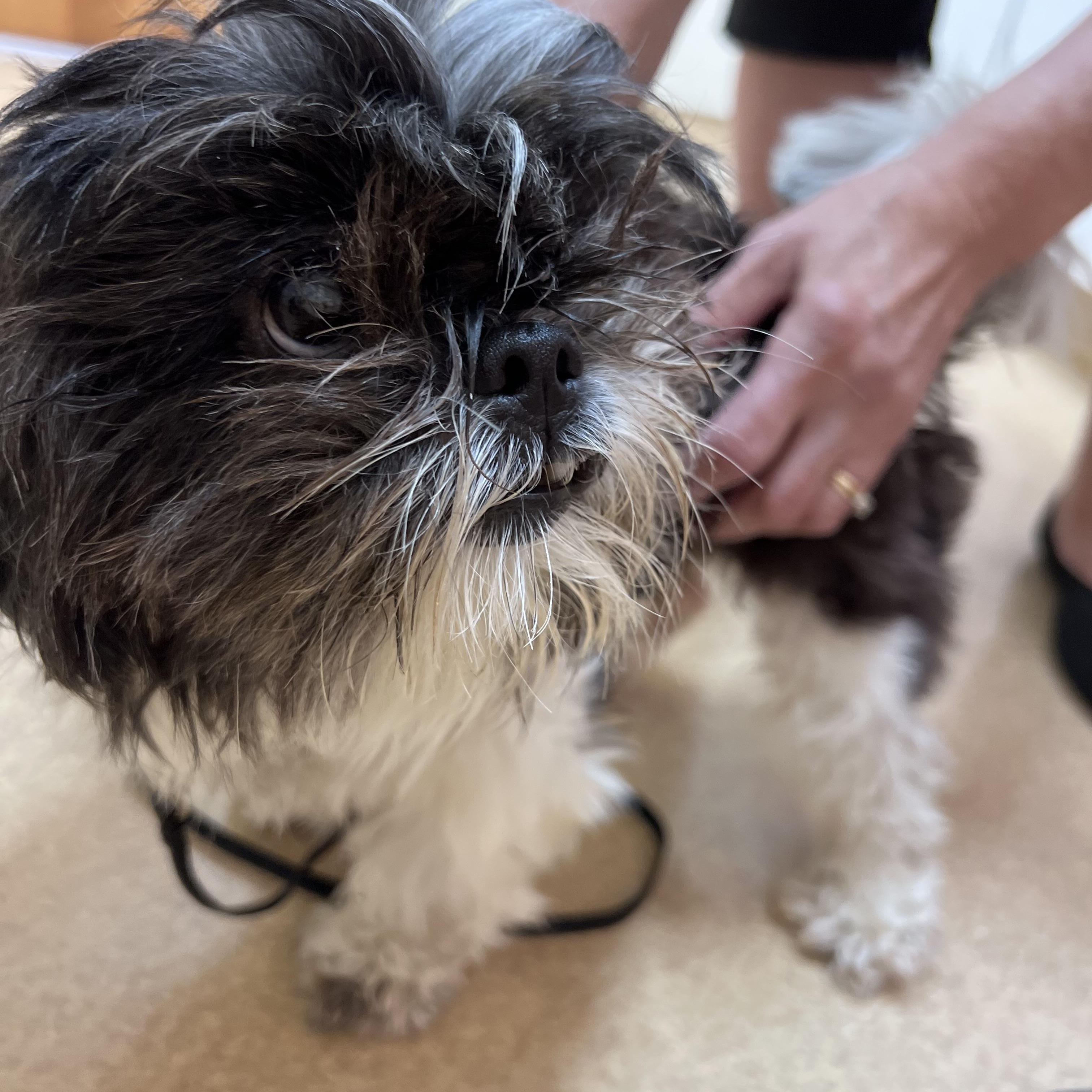 Enlarge Goldie Oreo, a Adopted Shih Tzu in Parkton, MD image 6/6