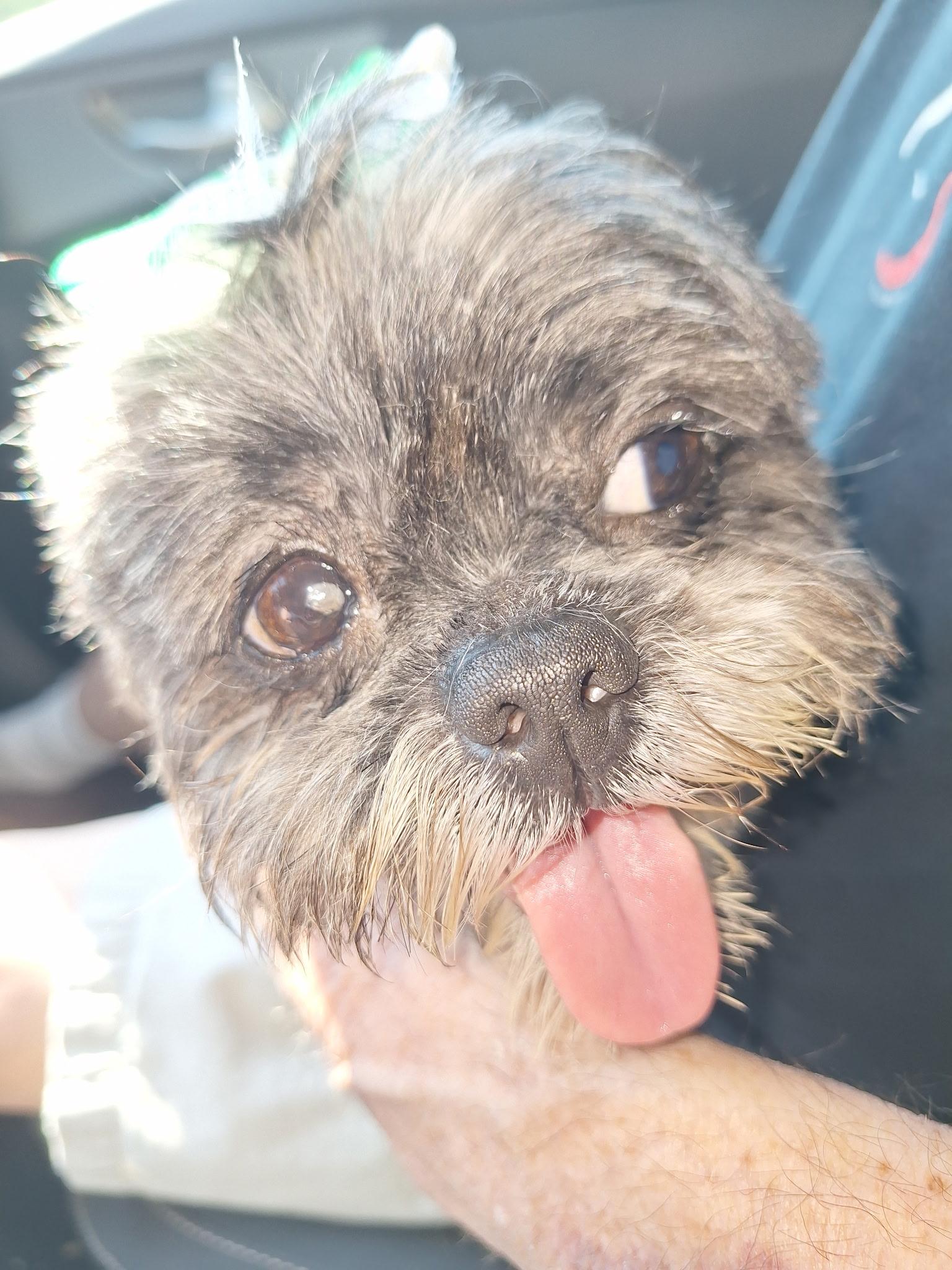 Enlarge Goldie Oreo, a Adopted Shih Tzu in Parkton, MD image 4/6